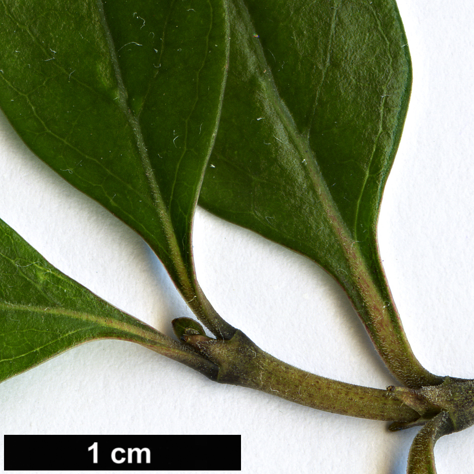 High resolution image: Family: Rubiaceae - Genus: Coprosma - Taxon: propinqua - SpeciesSub: var. latiuscula